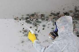 Best Commercial Mold Inspection  in Sound Beach, NY